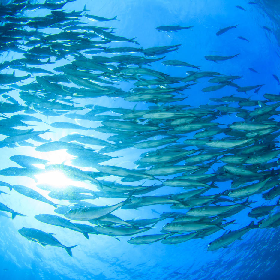 Huile de poisson naturelle issue de la pêche sauvage