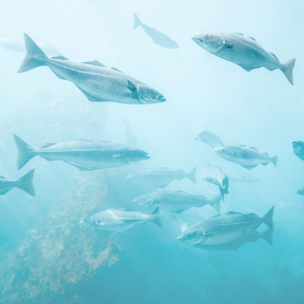 Huile de poisson naturelle de Norvège