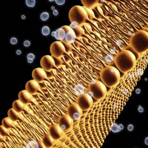 Membrane cellulaire
